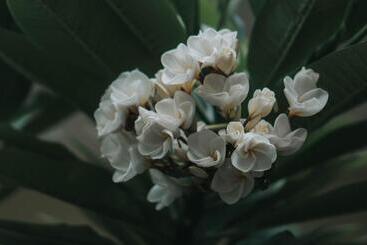 פנסיון Kelana Guest House