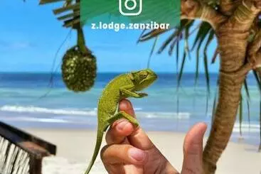 ホテル Z Lodge Zanzibar
