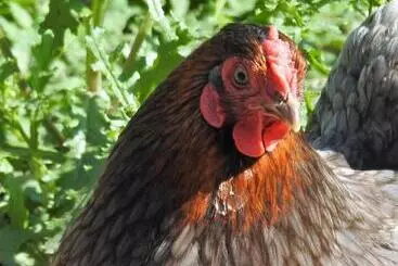 Turist apartmanları Stenlid Med Naturen Och Lugnet I Fokus