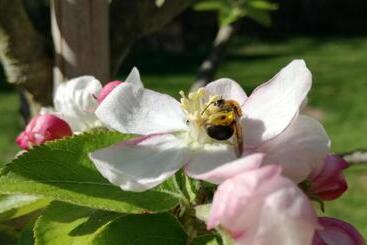 Bed and Breakfast Clos Charmille