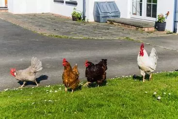 Turistlejligheder The Heights & Hollows Farmhouse, Saul, Downpatrick, Sleeps 14