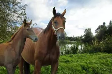 Bed and Breakfast Espace Nature Studio Indépendant Proche Du Parc Des Oiseaux