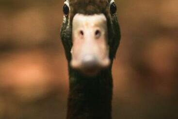 צימר Le Canard Enchanté