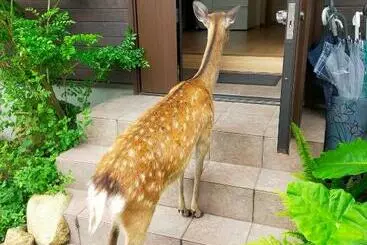 Deer Hostel 外国人向け 日本人予約不可