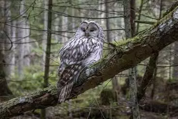 Majatalo Unique Off Grid Tree House Stay In Oak Woodland