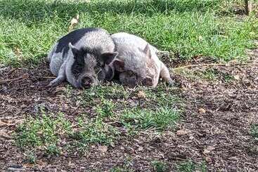 Rooterville Animal Sanctuary