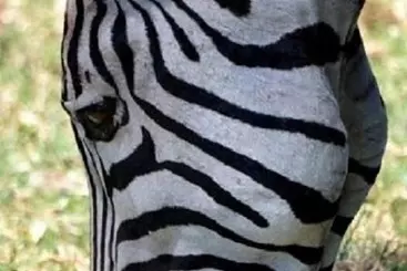 Simbamwenni Lodge And Camping