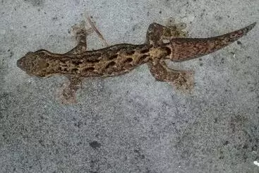 Casa Grande Ecolodge At Pacuare Reserve