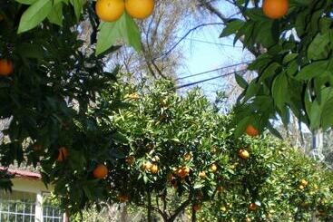 فندق Defne Pansiyon