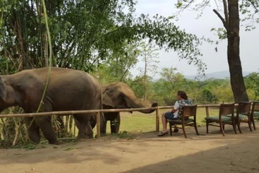 Tigertops Elephant Camp