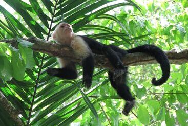 בית מלון כפרי Lirio Lodge