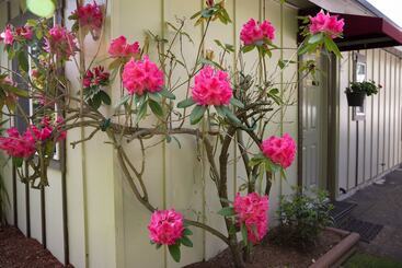 ホテル Cherry Tree Inn Victoria