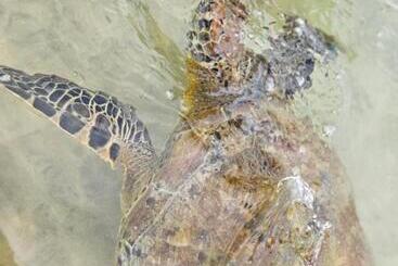 Отель Balance Beach Resort