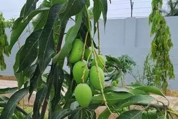 Aarul Farms