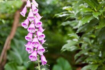 مبيت وإفطار Andelomi Forest Lodge