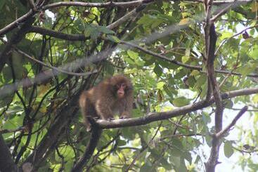 ريوكان Oyashirazu Kanko