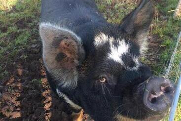 Hotel The Lovecroft Guest House