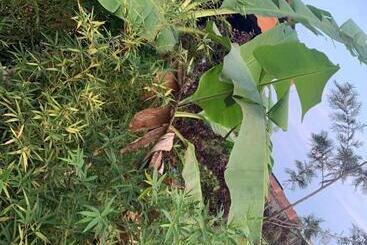 Bed and Breakfast Jnexus Cottages,bukasa