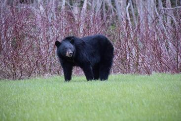 Motel Les Cabines Sur Mer