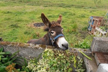 ベッドアンドブレックファースト Crosswinds