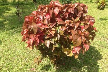 هتل Ocean Breeze Lodge