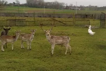 Majatalo Johan's Lodge