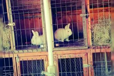 Pensió Poiana Bucovat