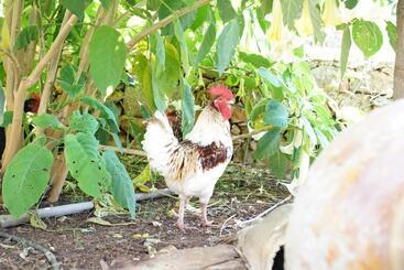 Hotell Masseria La Fica