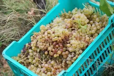 Hotelli Agriturismo Cascina Degli Ulivi