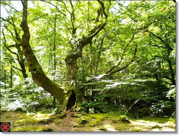 호텔 Hostería Los Sauces