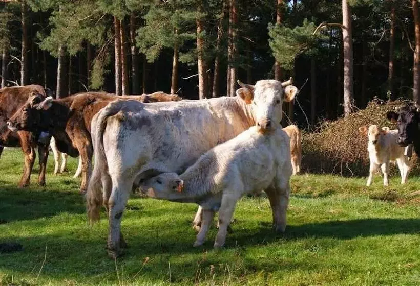 فندق Hostal Adela