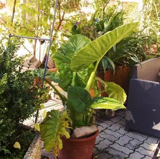 호텔 Liebesnesterl Bergwirt   Boutique