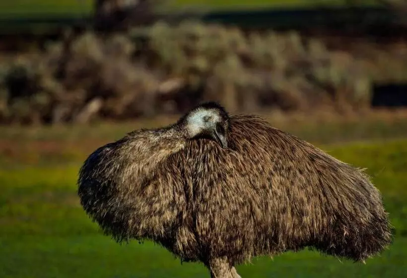 فندق على الطريق Renmark Country Club