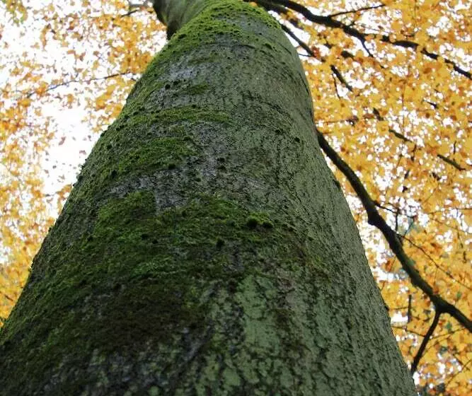 Отель Hardtwald