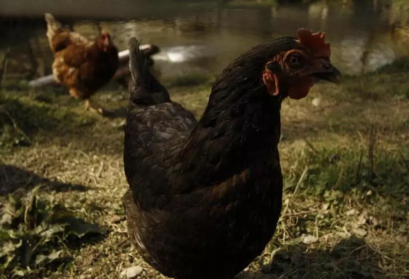 בית מלון כפרי Und Weingut Karlsmühle