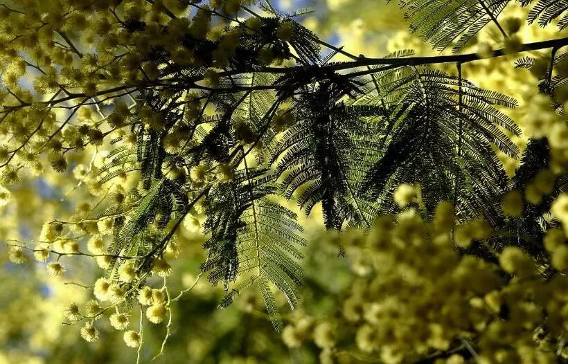 ホテル Hôtel Les Mimosas