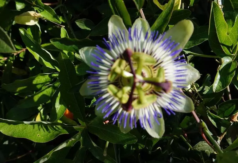 Отель Lys Hôtel