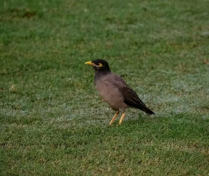 בית מלון כפרי Rajmahal Palace Raas