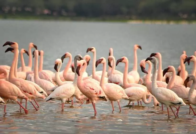 هتل Muthu Lake Naivasha Country Club, Naivasha