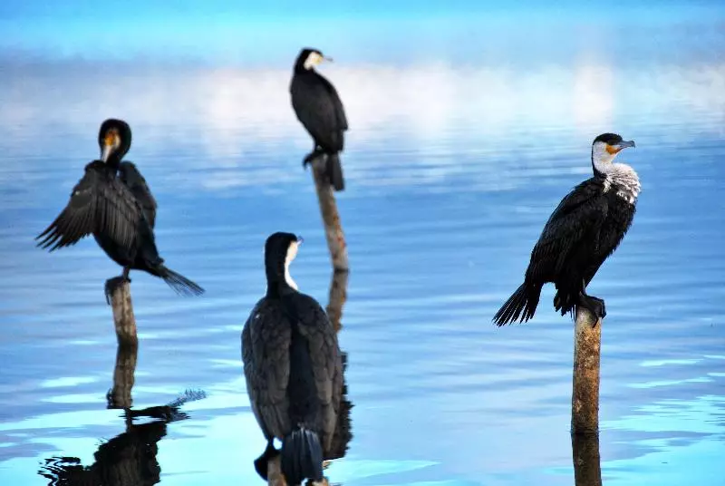 هتل Muthu Lake Naivasha Country Club, Naivasha