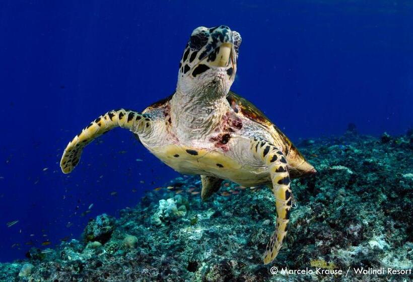 Walindi Plantation Resort