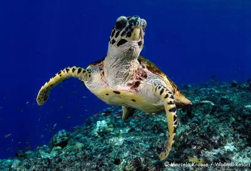 Walindi Plantation Resort