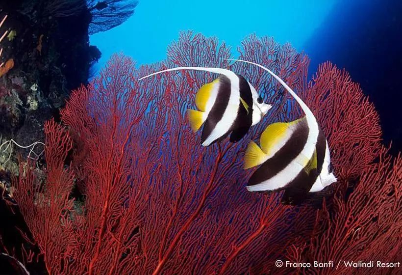 Walindi Plantation Resort