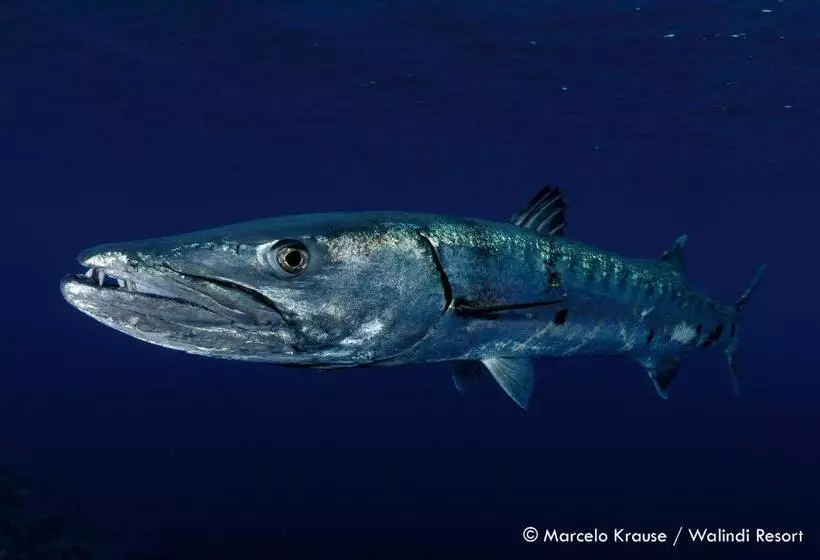 Walindi Plantation Resort