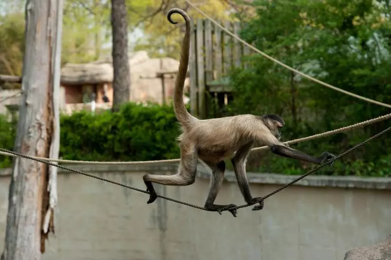 ホテル Four Points By Sheraton Little Rock Midtown