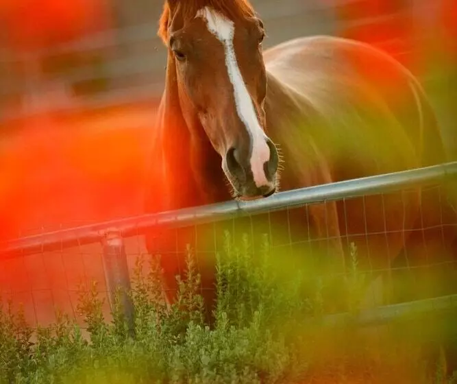 Jw Marriott Scottsdale Camelback Inn Resort & Spa