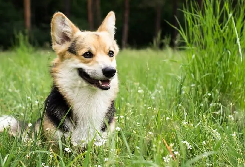Leland Hotel Palo Alto