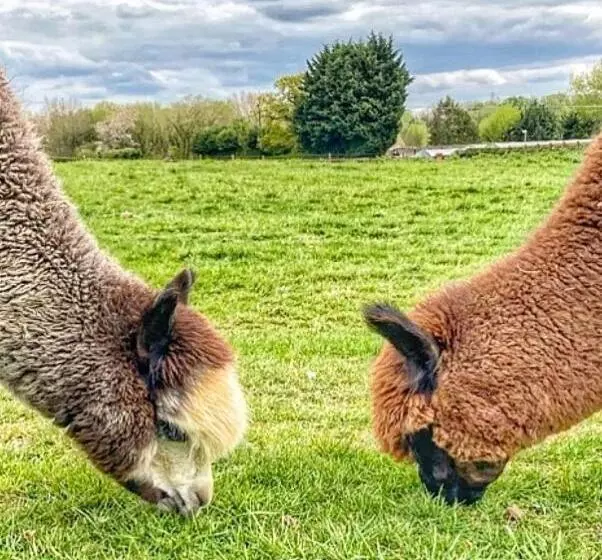 فندق Tewinbury Farm