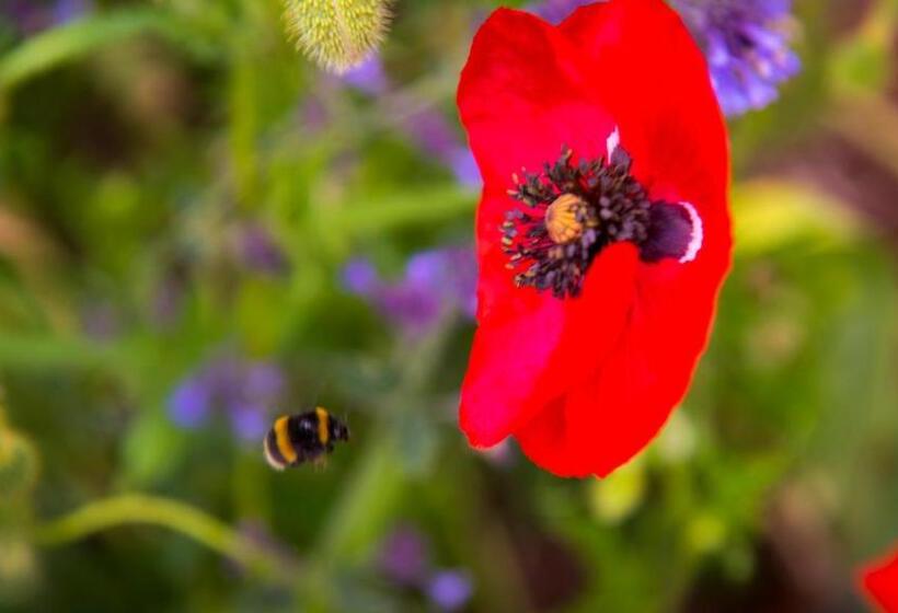 호텔 Arcoona Manor