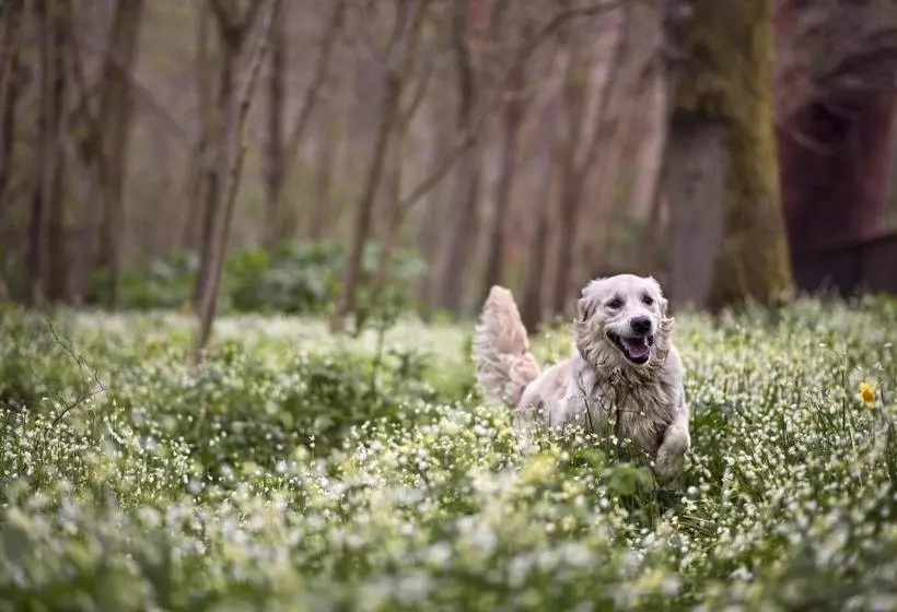 Отель Beech Hill Country House